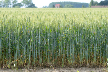 Field of wheat