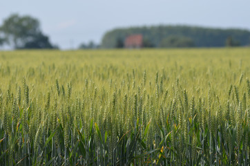 Field of wheat