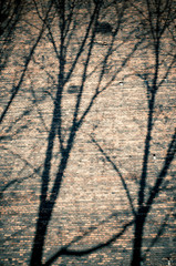 Branches shadows on the brick wall