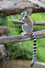 Ring-tailed lemur (Lemur catta) eating a fruit - obrazy, fototapety, plakaty