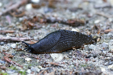 Black slug (arion ater)