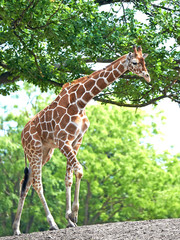 Giraffe (Giraffa camelopardalis)