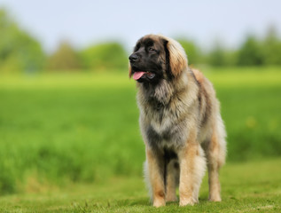 Purebred Leonberger dog