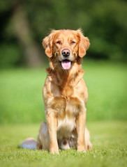 Golden retriever dog