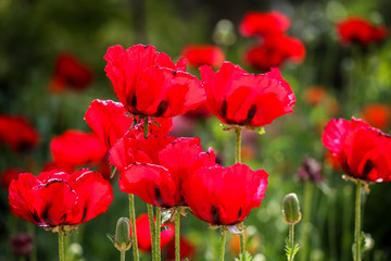Poppies in the field