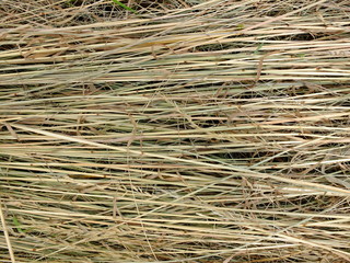 Dry hay on the meadow.