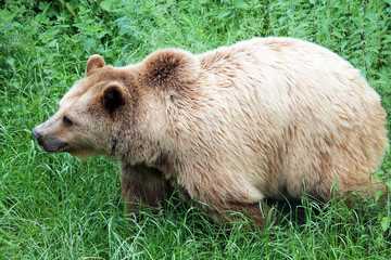 Braunbär streift durch das Gras