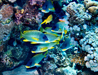 Group of coral fish  in water.