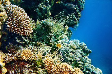 Group scuba diver in  water.