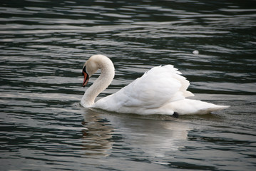 Fototapeta premium Cygne
