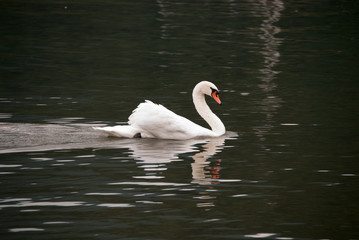 Cygne
