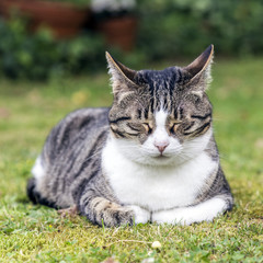 Cat lies on the grass