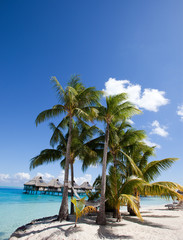 Fototapeta na wymiar The island with palm trees in the ocean