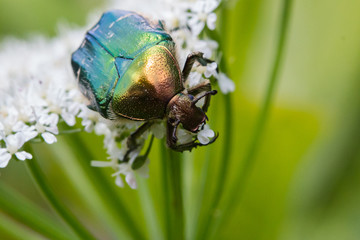 goldglänzender Rosenkäfer III