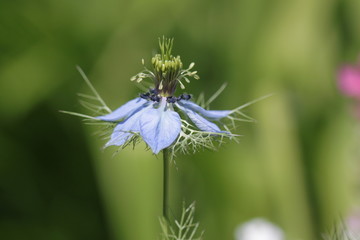 Цветок нигеллы