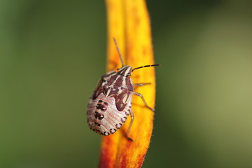 Щитник ягодный - клоп