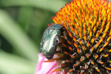 Жук бронзовка на цветке эхинацеи