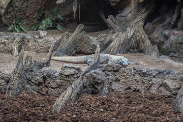 Komodo dragon