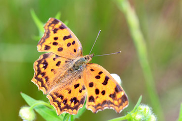 Asian Comma butterfly (Polygonia c-aureum) in Japan 
