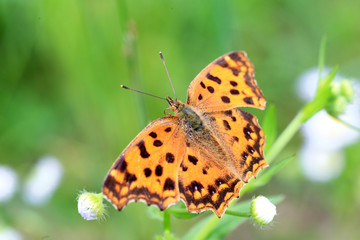 Asian Comma butterfly (Polygonia c-aureum) in Japan 