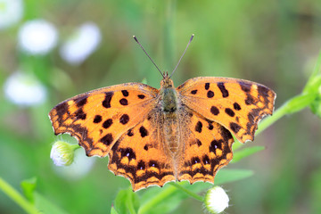 Obraz premium Asian Comma butterfly (Polygonia c-aureum) in Japan 