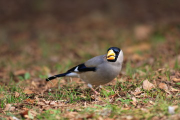 Japanese Grosbeak (Eophona personata) in Japan