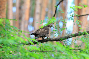 Oriental honey-buzzard (Oriental honey-buzzard) female in Japan