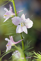 Espuela de caballero, consolida ajacis, Sauceda, Hurdes, Espa&ntilde;a