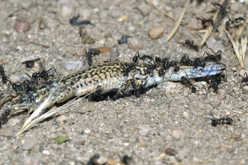 Hormigas comiendo lagartija