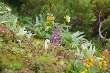 Obraz premium Alpine Accentor (Prunella collaris) in Japan
