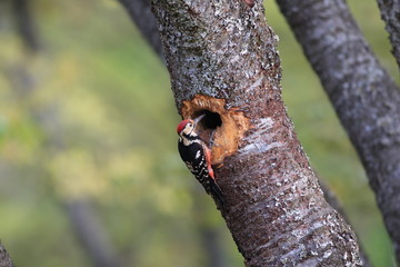 White-backed Woodpecker (Dendrocopos leucotos) nesting in Japan