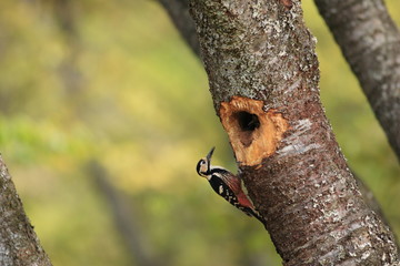 Fototapeta premium White-backed Woodpecker (Dendrocopos leucotos) nesting in Japan