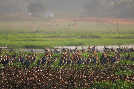 Greater adjutant stork (Leptoptilos dubius) in India　