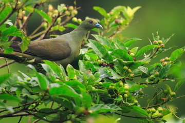 Whistling or Red-capped Green Pigeon (Treron formosae)