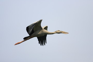 Asian Openbill Stork (Anastomus oscitans) in Thailand 