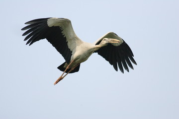 Fototapeta na wymiar Asian Openbill Stork (Anastomus oscitans) in Thailand 