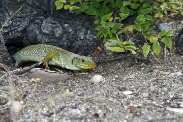 Lagarto en la puerta