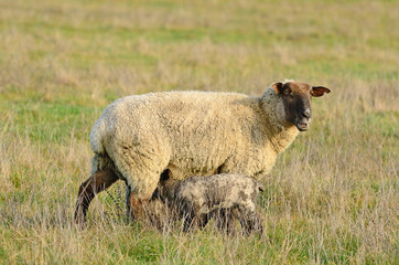 Obraz premium Spring Lambs