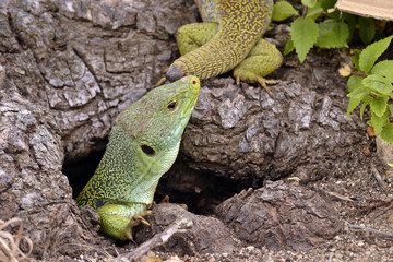 Lagarto asomado