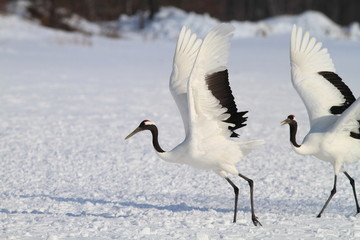 Japanese crane or Red-crowned Crane (Grus japonensis) 