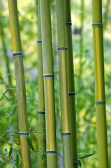 Green bamboo tree trunks, closeup