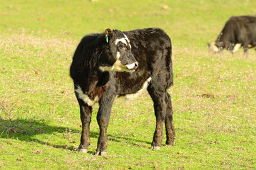 Black Angus Cross