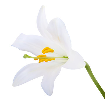 White lily. Photo-realistic Vector illustration. Isolated on whi