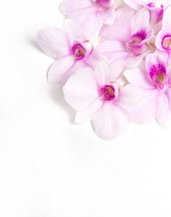 Naklejka na ściany i meble Beautiful Orchid