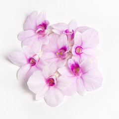 Obraz na płótnie Canvas Beautiful Orchid