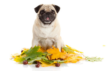 Pug dog on white background