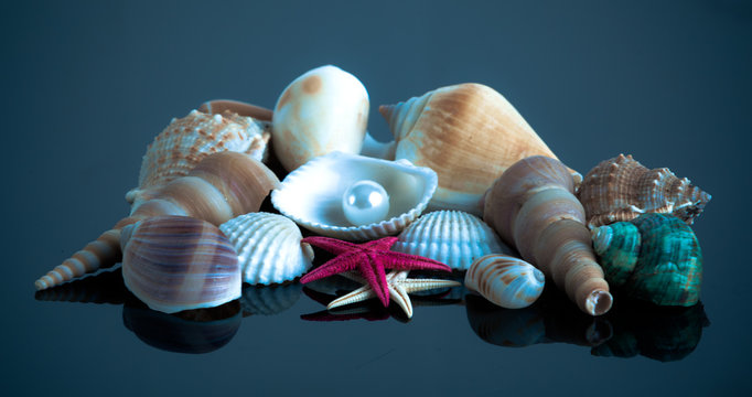 Sea shells.  Seashell collection