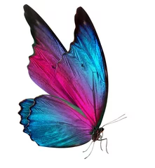 Naadloos Fotobehang Airtex Vlinder mooie vlinder geïsoleerd op wit
