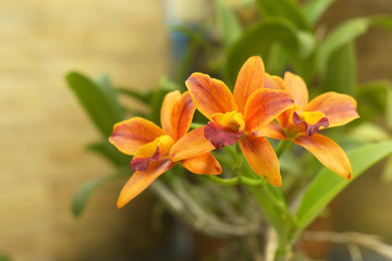 close up yellow Cattleya orchid with brown wall  background