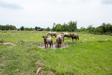 Group of buffaloes on the green field